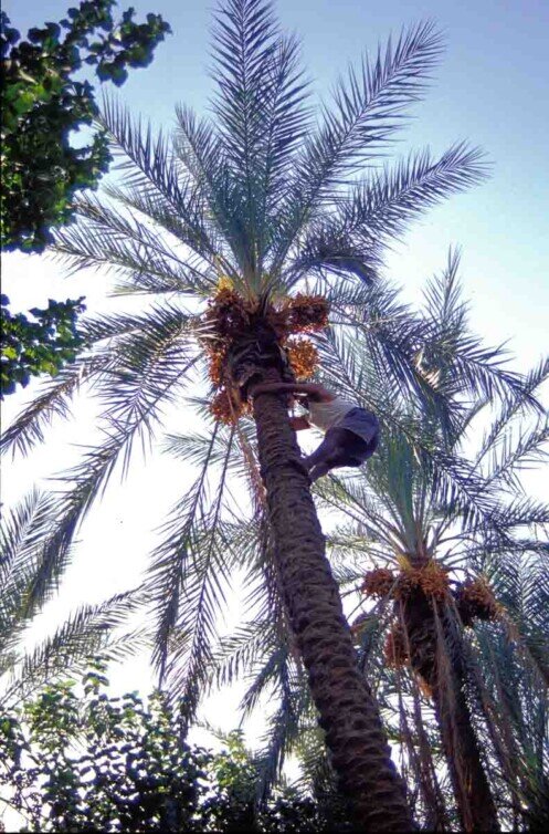 A Tozeur un uomo sale sulla cima di una palma a raccogliere datter