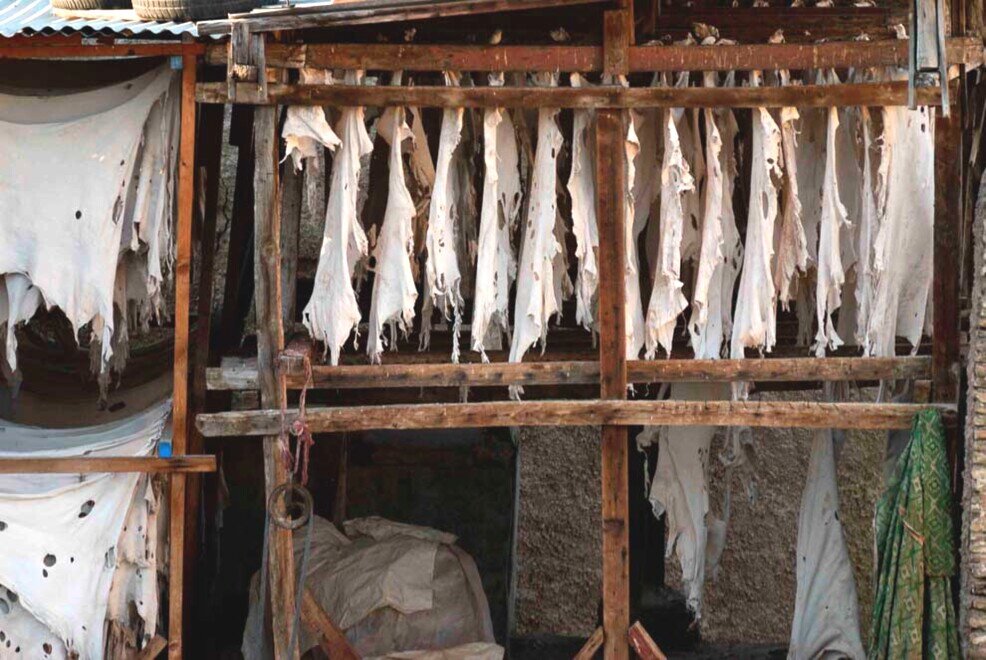 Concerie medievale di Fès Pelli lavorate appese ad asciugare nella conceria di Fez