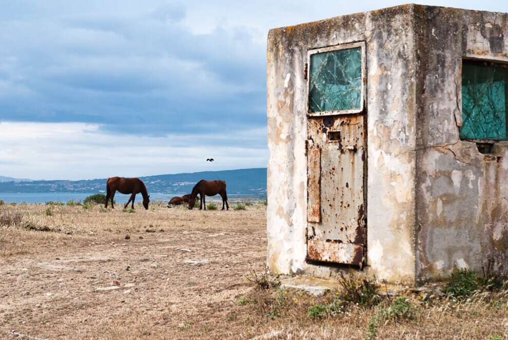 Edificio abbandonato e due cavalli selvatici