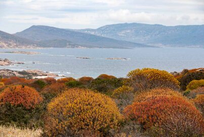 Macchia mediterranea con lo sfondo il mare