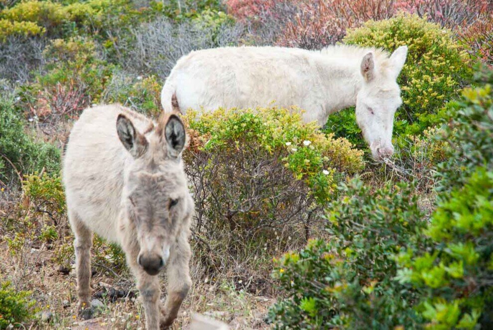 Due asinelli bianchi pascolano all'Asinara