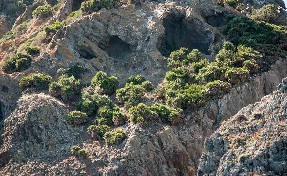 Isola di Palmarola foto delle palme nane Gruppi di palme nane-piante che non crescono più di un grosso cespuglio-tipiche dell'Isola di Palmarola.