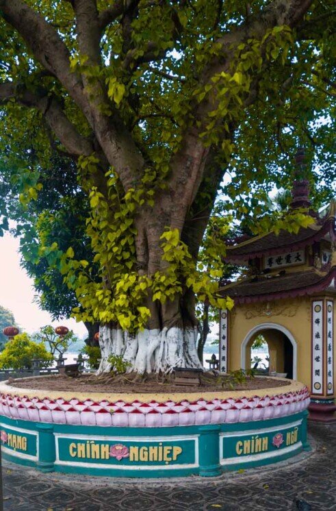 Un grande albero simbolo di conoscenza suprema.