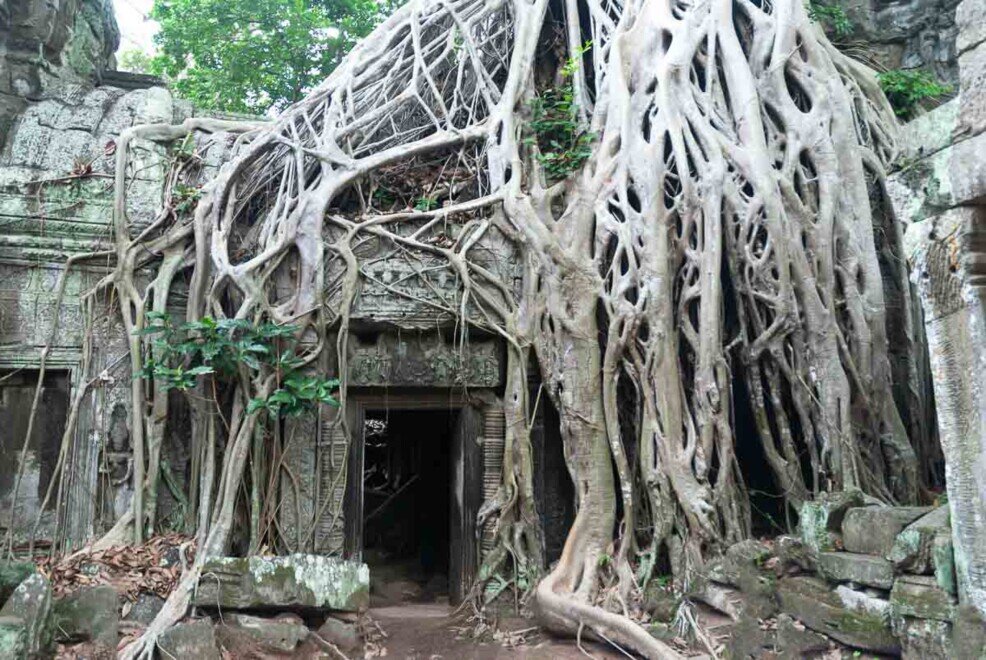 Tempio di Ta Prohm ricoperto di radici Grosse radici di albero tropicale avvolgono le pareti di un antico tempio creando un'atmosfera irreale. Cambogia-tempio Ta Prohm