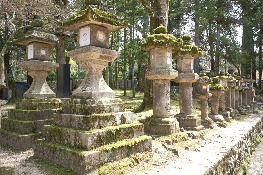 Il Santuario Kasuga-Taisha Lanterne di pietra allineate nel bosco, all'interno del Santuario Kasuga-Taisha, circondate da alberi verdi.