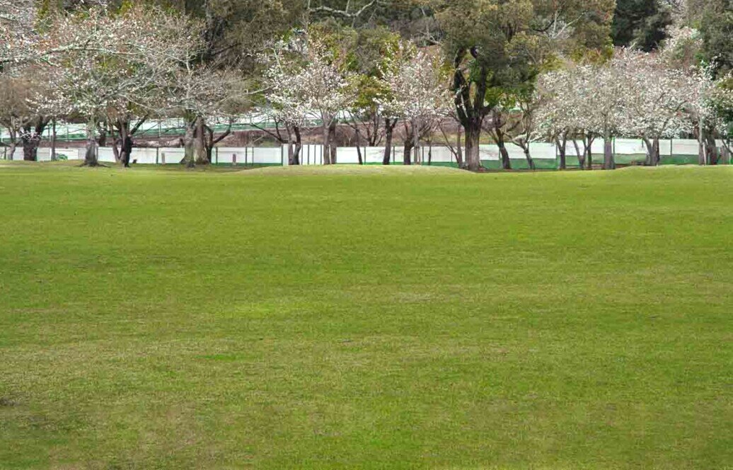Il parco di Nara con gli alberi di ciliegio in fiore Parco di Nara: grandi distese di prati verdi ben curati e gruppi di alberi di ciliegio sparsi in ogni dove.