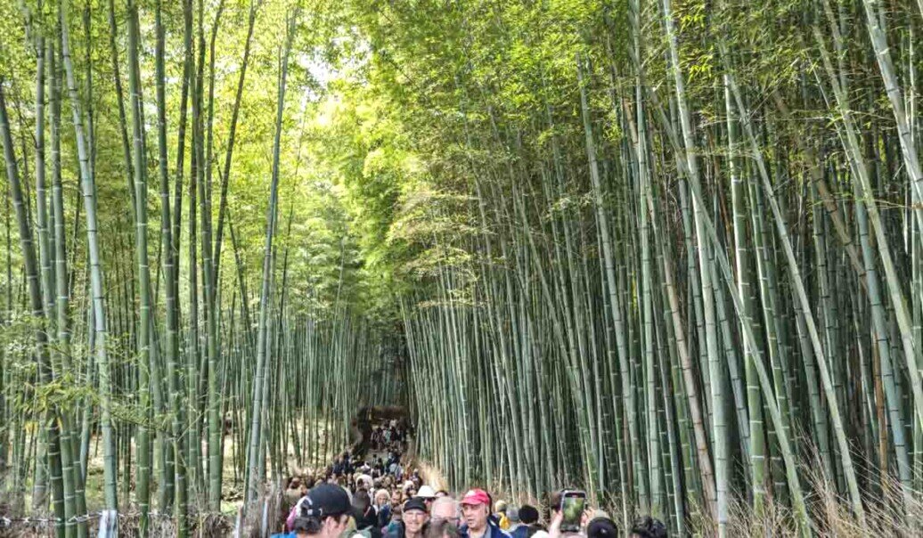 Foresta di bambù_Kyoto Una foresta di altissimi alberi di bambù a Kyoto che rendono piccoli gli esseri umani.