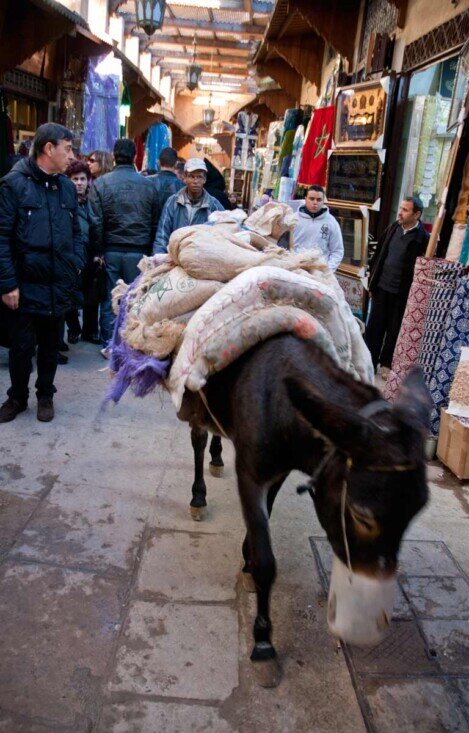 Medina di Fez Nella medina di Fez si aggira un mulo che trasporta mercanzia per rifornire i negozi