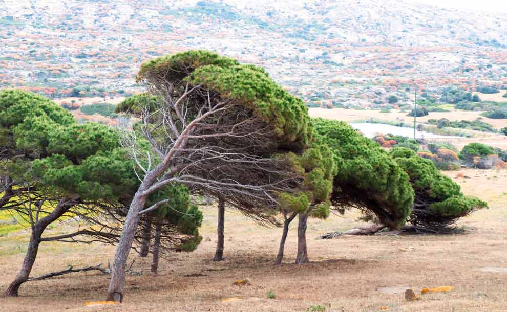 Alberi piegati dal vento