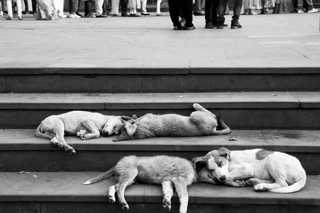 4 cani dormono tra le gradinate incuranti della folla che passeggia sulla piazza sovrastante.