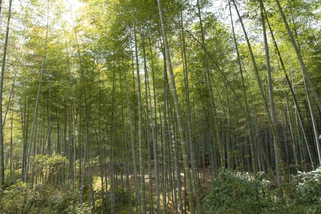 Foresta di bambù