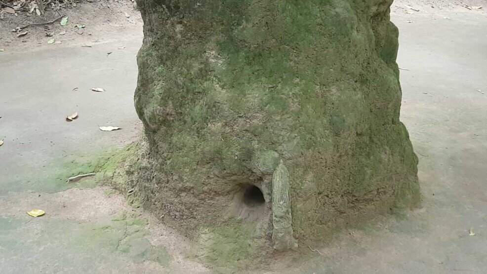 Foro visibile sulla superficie di un ceppo d'albero che serviva per ventilare i tunnel di Cu Chi.