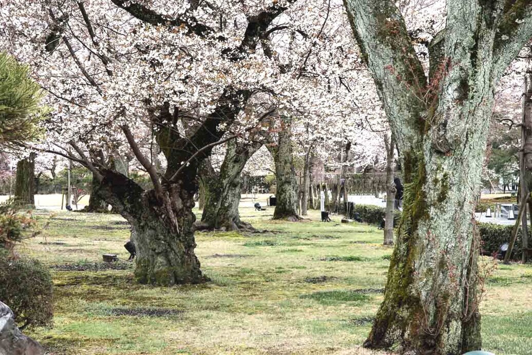 Di fronte al Palazzo Ninomaru-goten si trova il giardino del Honmaru. Giardini di Ninomaru con alberi di ciliegio ib fiore.