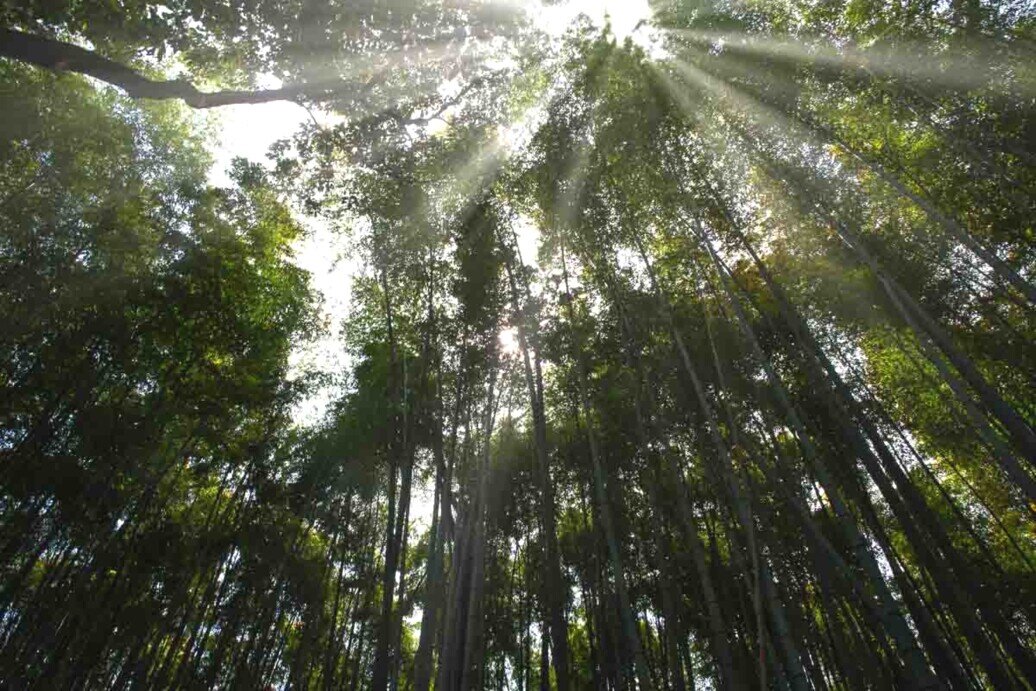 Foresta di bambù_Kyoto Raggi di sole che penetrano le fitte vette degli alberi di bambù di Kyoto.