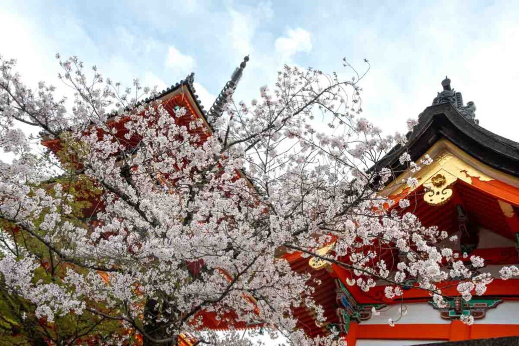 Il Giardino e il Parco Circostante al Kiyomizu-dera Tanti fiori di ciliegio davanti ai templi durante la primavera.