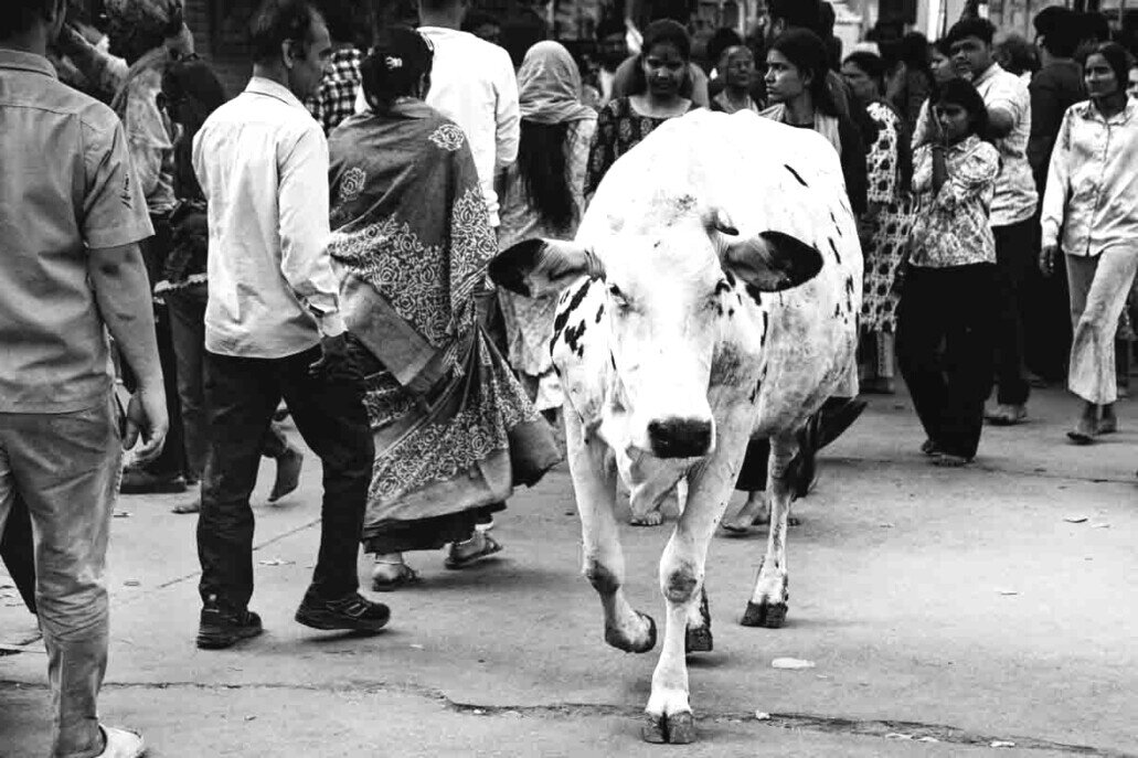 Mucca bianca passeggia in mezzo alla folla a Varanasi.