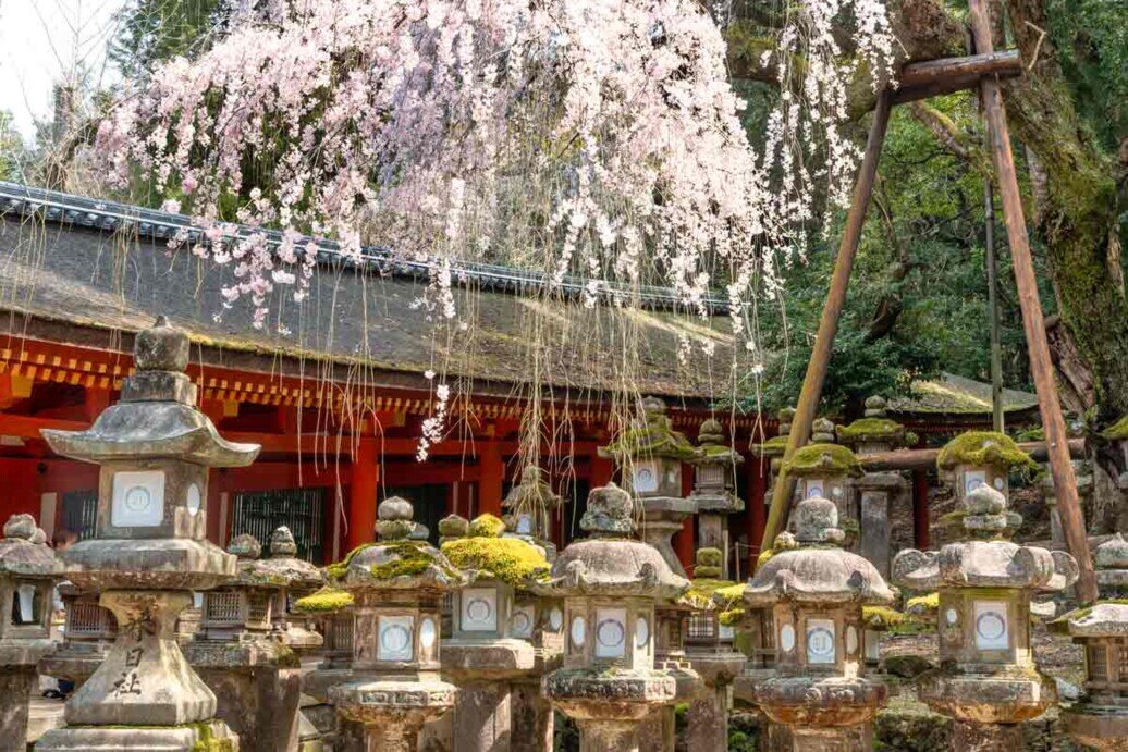 Lanterne nel tempio Kasuga Taisha_Nara Lanterne in pietra del tempio Kasuga Taisha.
