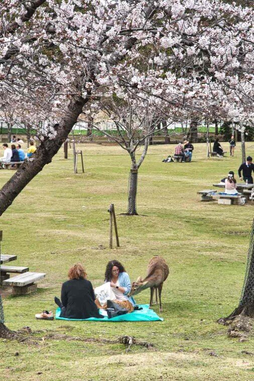 Due donne sedute sopra un telo per un picnic nel parco di Nara, con gli alberi di ciliegio in fiore, vengono disturbate da un cervo in cerca di cibo.