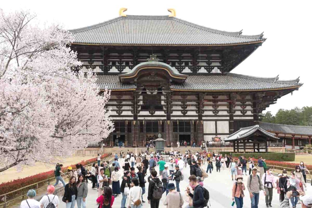 Nara, il tempio Tōdai-ji. Visitatori camminano al tempio Tōdai-ji di Nara, immersi nella bellezza dei fiori di ciliegio in fiore.