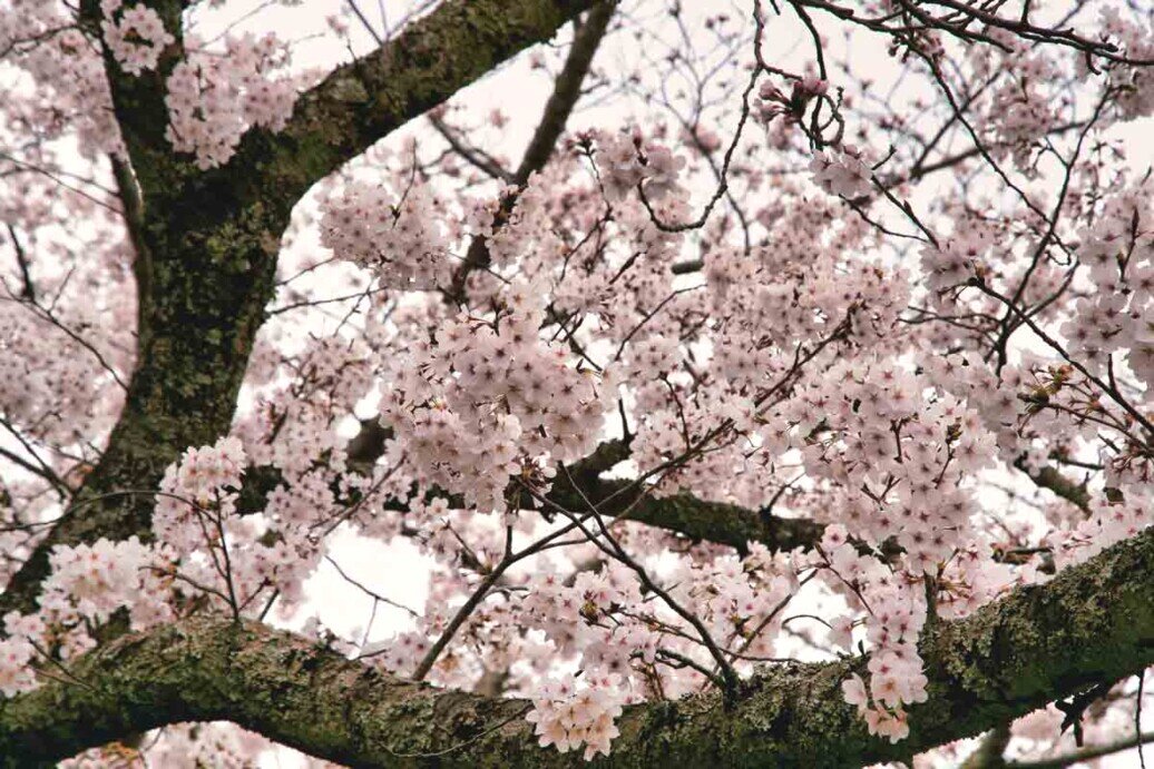 Foto ravvicinata di alcuni rami con petali di ciliegio durante la primavera giapponese.