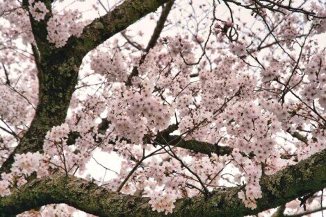 Foto ravvicinata di alcuni rami con petali di ciliegio durante la primavera giapponese.