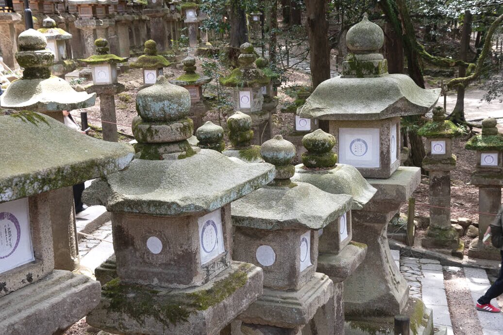 Lanterne in pietra incastonate nella lussureggiante foresta primordiale di Kasugayama.