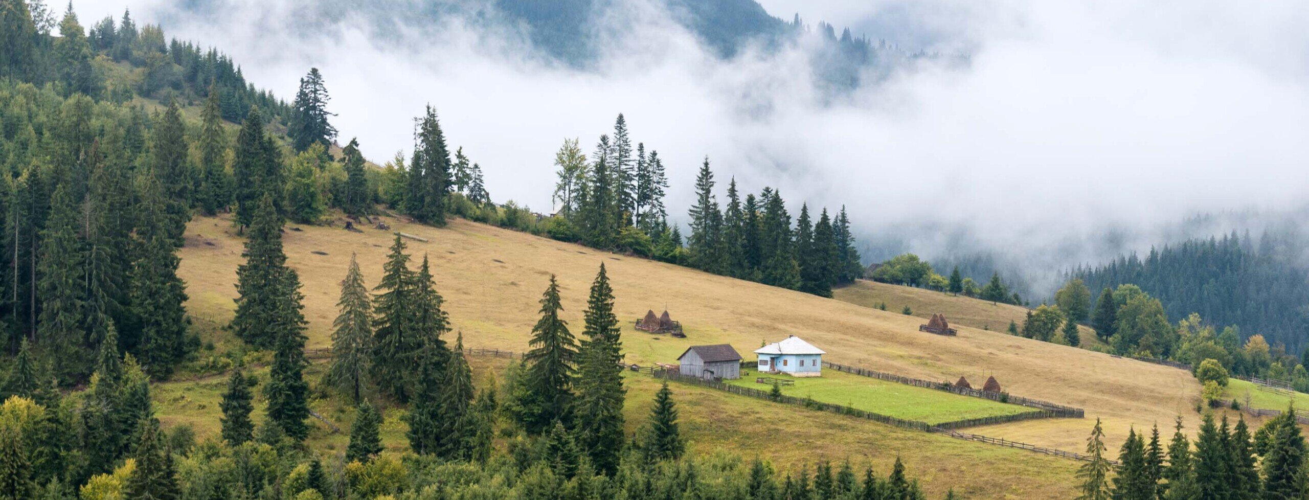 Paesaggio della splendida Transilvania Alberi e prati verdi e nuvole a livello del suolo sulle colline della Transilvania.