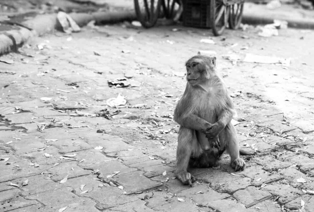 Scimmietta con braccia incrociate sembra in posa per farsi fotografare a Varanasi.
