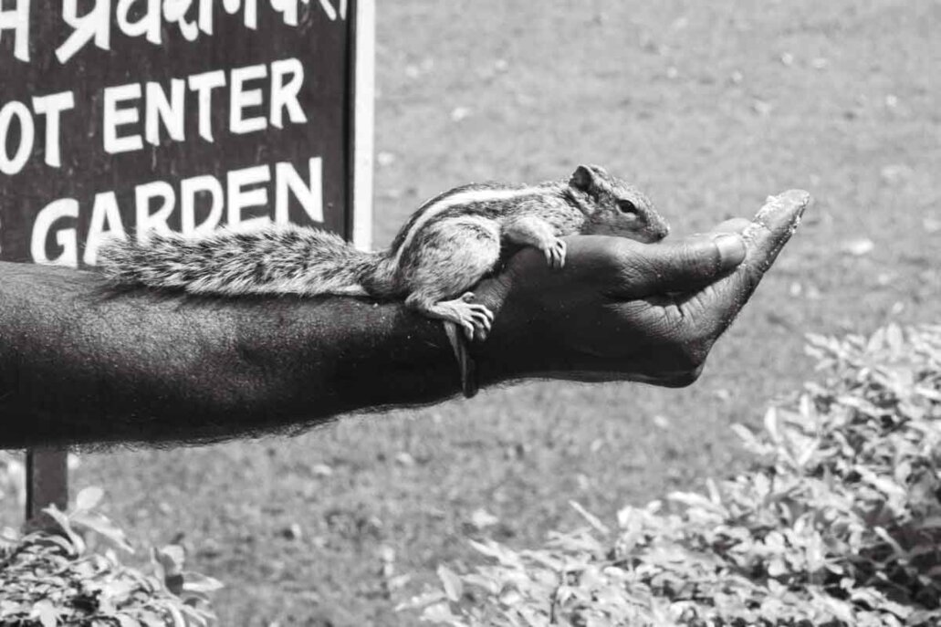 Scoiattolo su una mano attirato dal cibo.