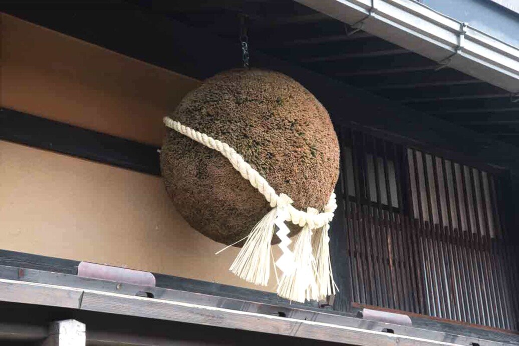 sfere di aghi di cedro in una distilleria di Takayama I sugidama-ossia le sfere di aghi di cedro appese all'esterno di una distilleria di sake
