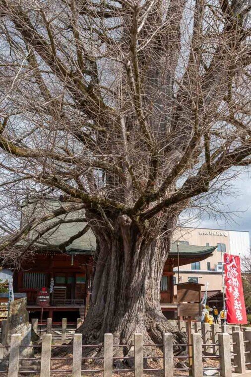 Tempio Hida Kokubunji-albero di ginkgo Grande albero di ginkgo alto 38 metri e vecchio di circa 1.200 anni al Tempio Hida Kokubunji.