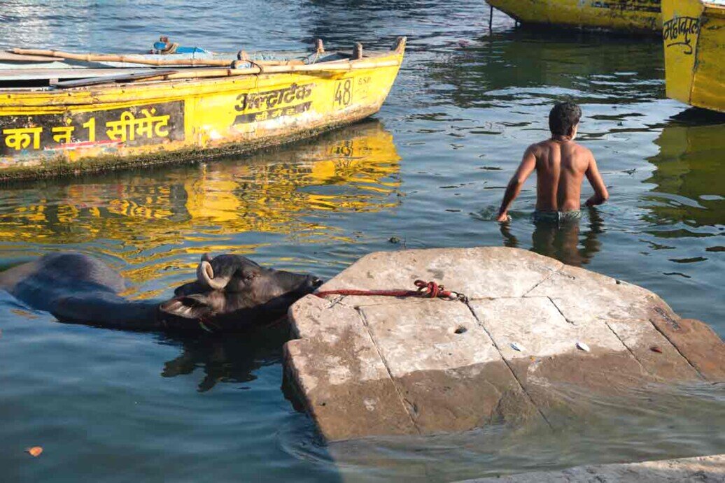 Una mucca immersa nel Gange Una mucca immersa nel Gange con un uomo poco distante.